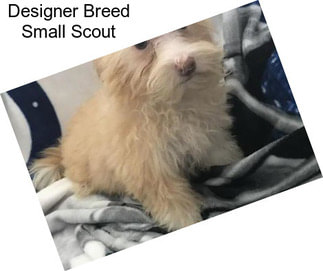 Designer Breed Small Scout