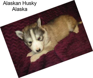 Alaskan Husky Alaska