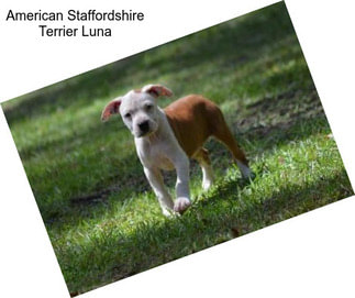 American Staffordshire Terrier Luna