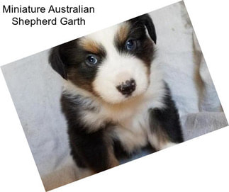 Miniature Australian Shepherd Garth