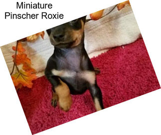 Miniature Pinscher Roxie