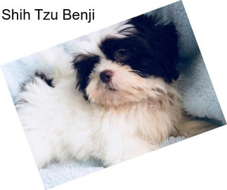 Shih Tzu Benji