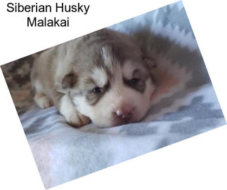 Siberian Husky Malakai