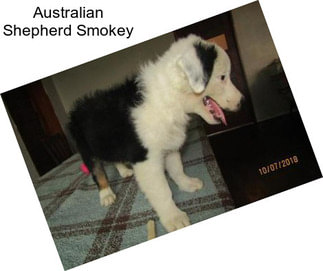 Australian Shepherd Smokey