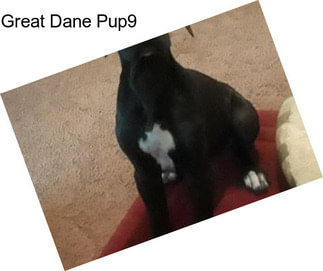 Great Dane Pup9
