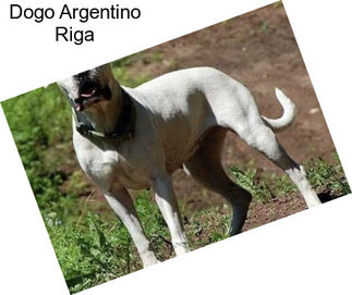Dogo Argentino Riga