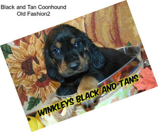 Black and Tan Coonhound Old Fashion2