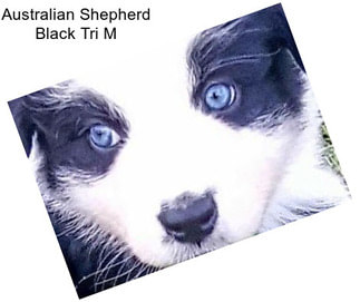 Australian Shepherd Black Tri M