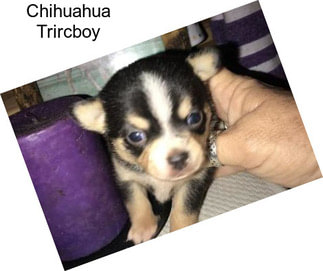 Chihuahua Trircboy