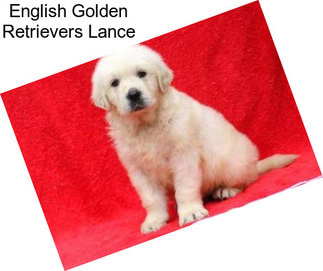 English Golden Retrievers Lance