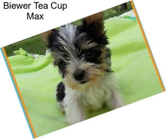 Biewer Tea Cup Max