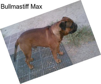 Bullmastiff Max