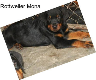 Rottweiler Mona