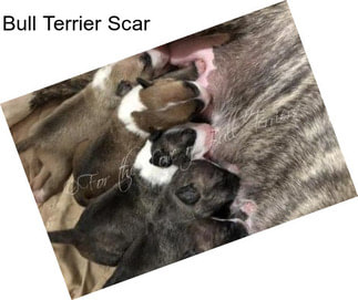 Bull Terrier Scar