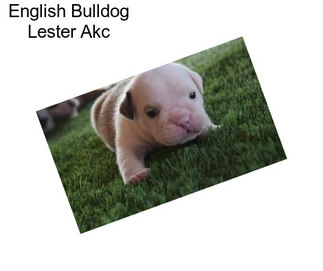 English Bulldog Lester Akc