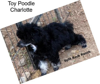 Toy Poodle Charlotte