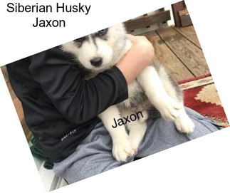 Siberian Husky Jaxon