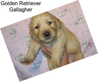 Golden Retriever Gallagher