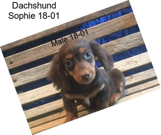 Dachshund Sophie 18-01