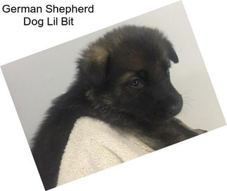 German Shepherd Dog Lil Bit