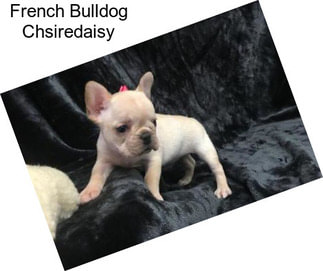 French Bulldog Chsiredaisy