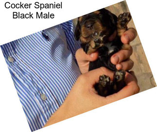 Cocker Spaniel Black Male