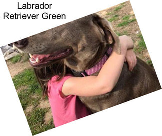 Labrador Retriever Green