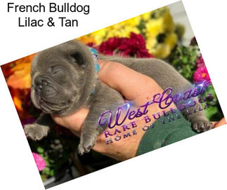 French Bulldog Lilac & Tan