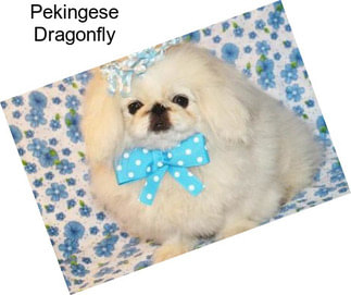 Pekingese Dragonfly