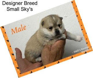 Designer Breed Small Sky\'s