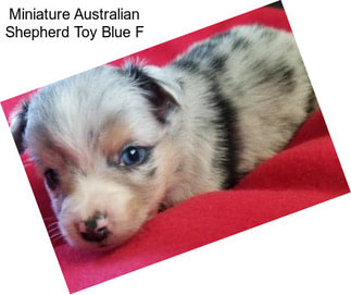 Miniature Australian Shepherd Toy Blue F