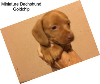 Miniature Dachshund Goldchip