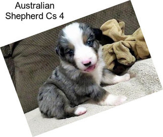 Australian Shepherd Cs 4