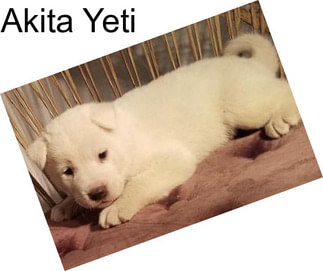 Akita Yeti