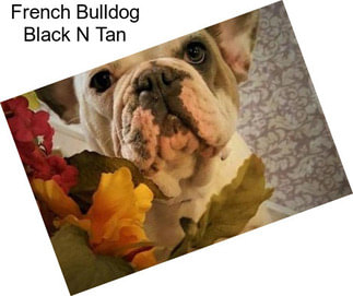 French Bulldog Black N Tan