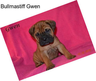 Bullmastiff Gwen