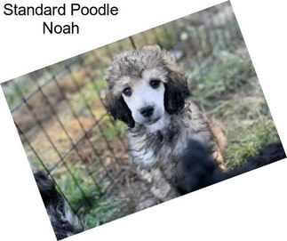 Standard Poodle Noah