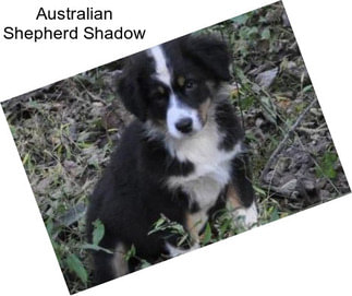 Australian Shepherd Shadow