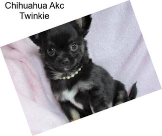 Chihuahua Akc Twinkie