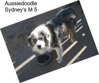 Aussiedoodle Sydney\'s M 5