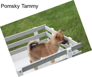 Pomsky Tammy