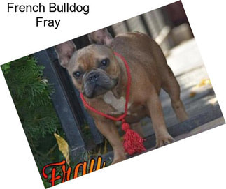 French Bulldog Fray