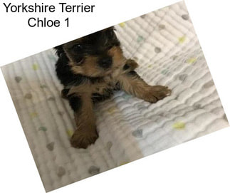 Yorkshire Terrier Chloe 1