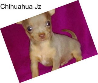 Chihuahua Jz