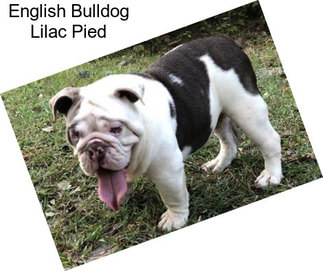 English Bulldog Lilac Pied