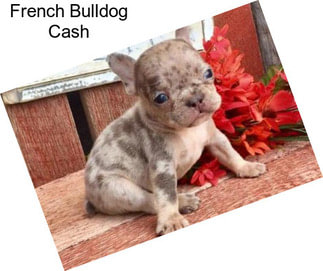 French Bulldog Cash