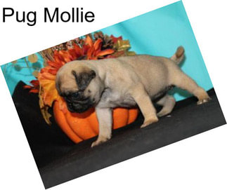 Pug Mollie