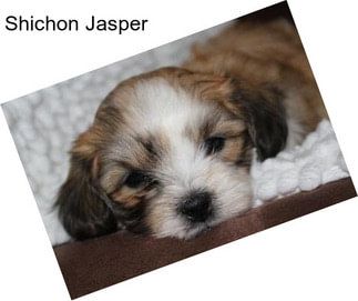 Shichon Jasper
