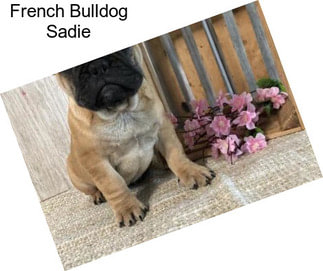 French Bulldog Sadie