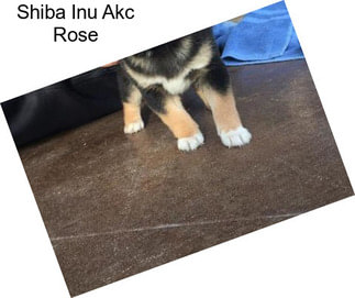 Shiba Inu Akc Rose